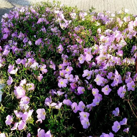 Apartahotel Paraschos Kos