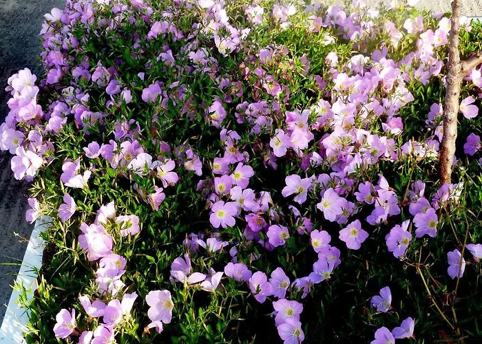 아파트호텔 Paraschos Kos